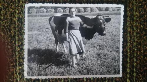 Tatiana Stolarczyk sprowadza krowę z pastwiska.